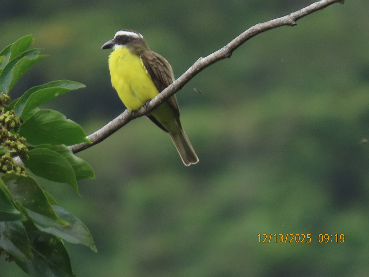 Пітанга-великодзьоб - ML646893659