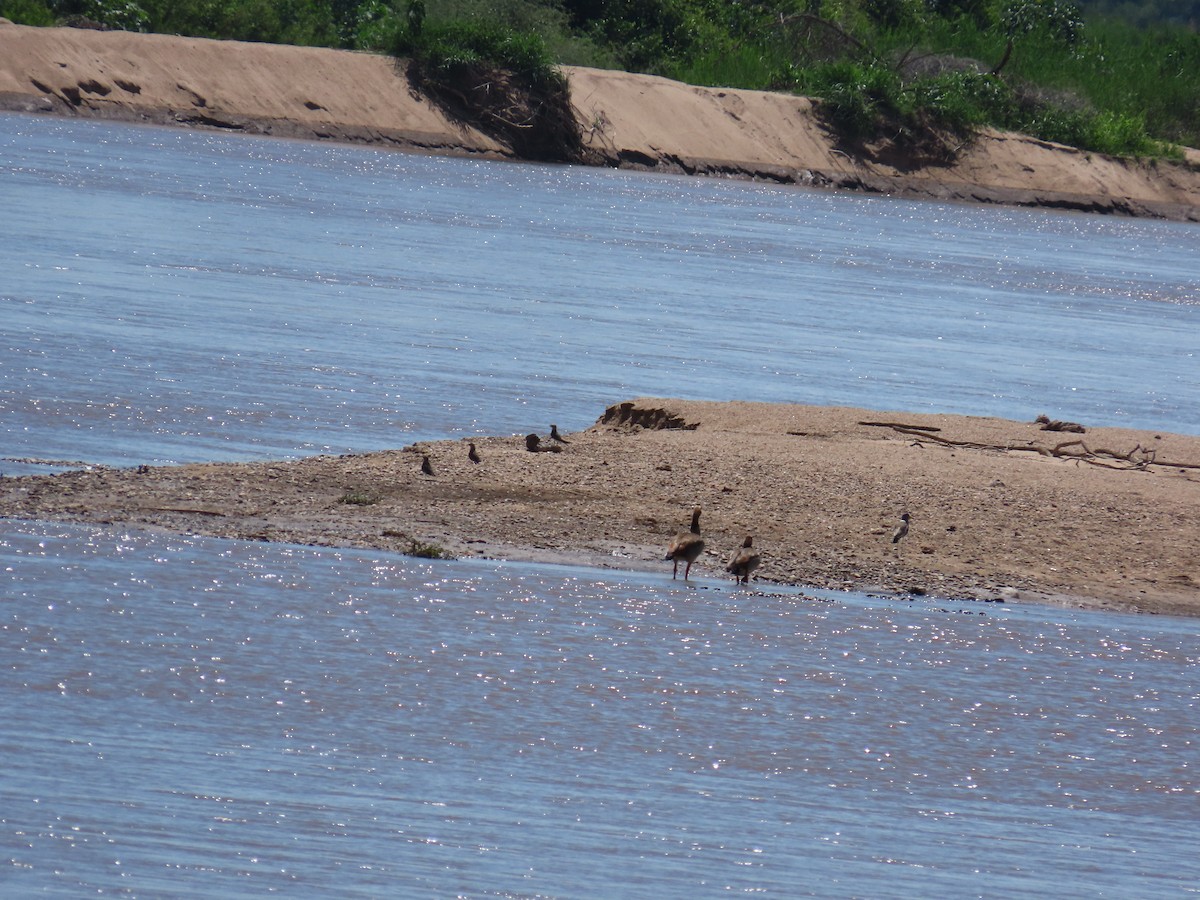 Pernice di mare - ML646893662