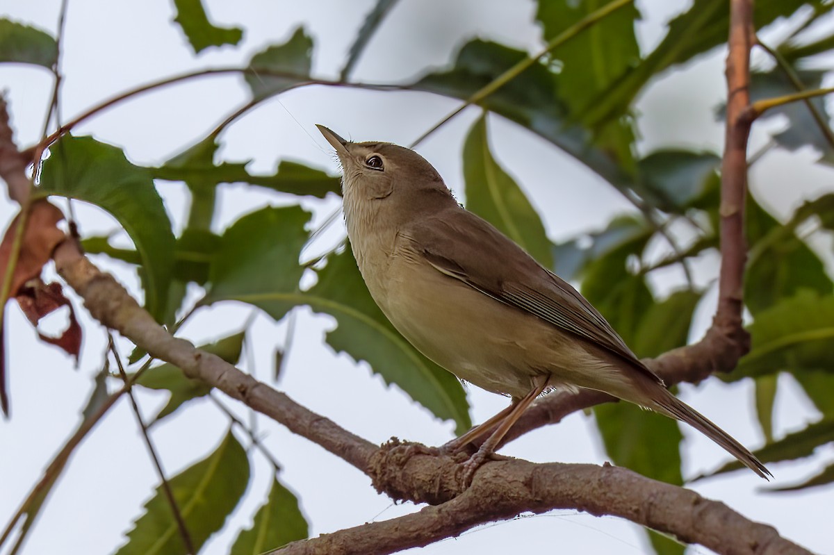 Booted Warbler - ML646893664