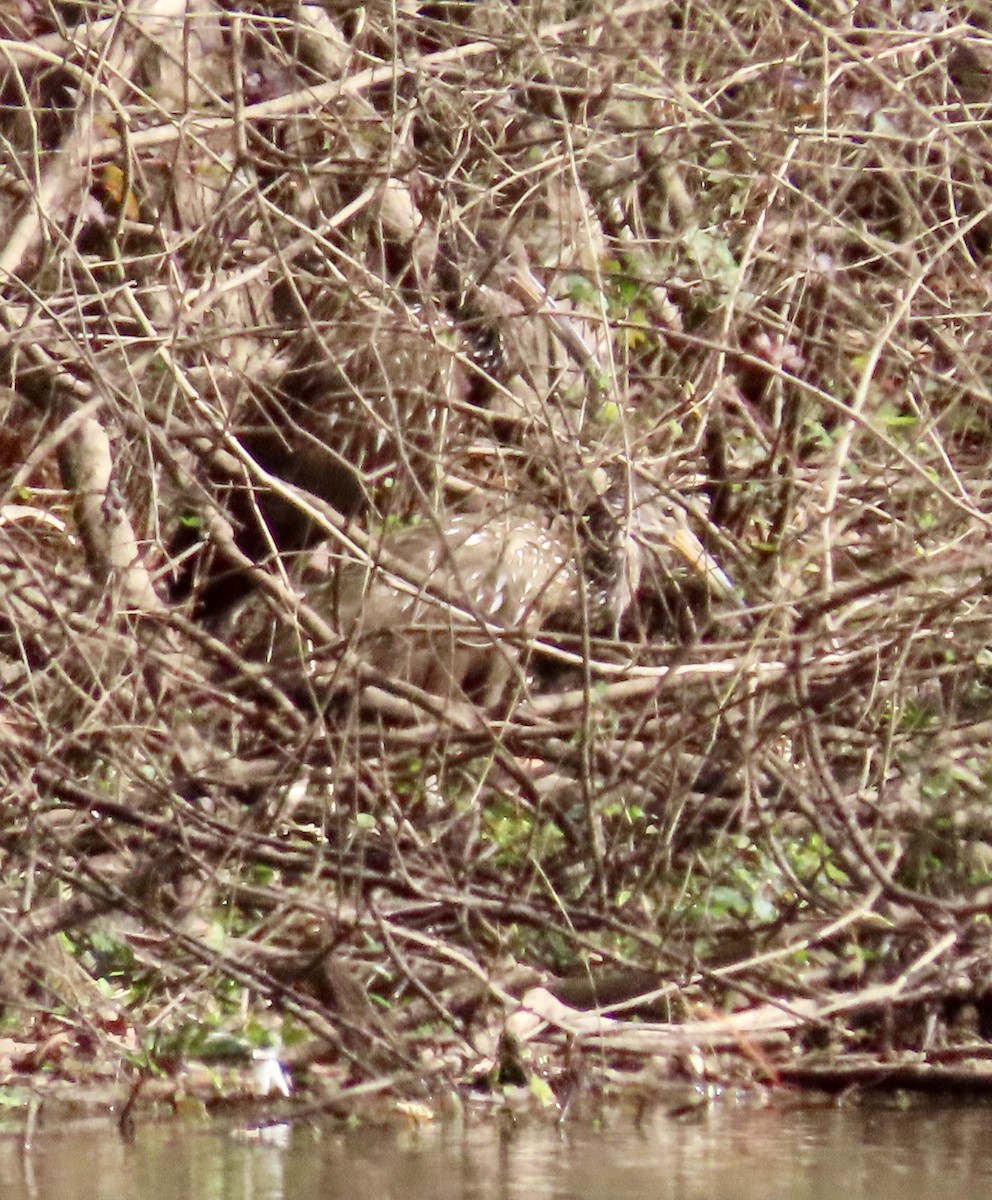 Limpkin - ML646893669