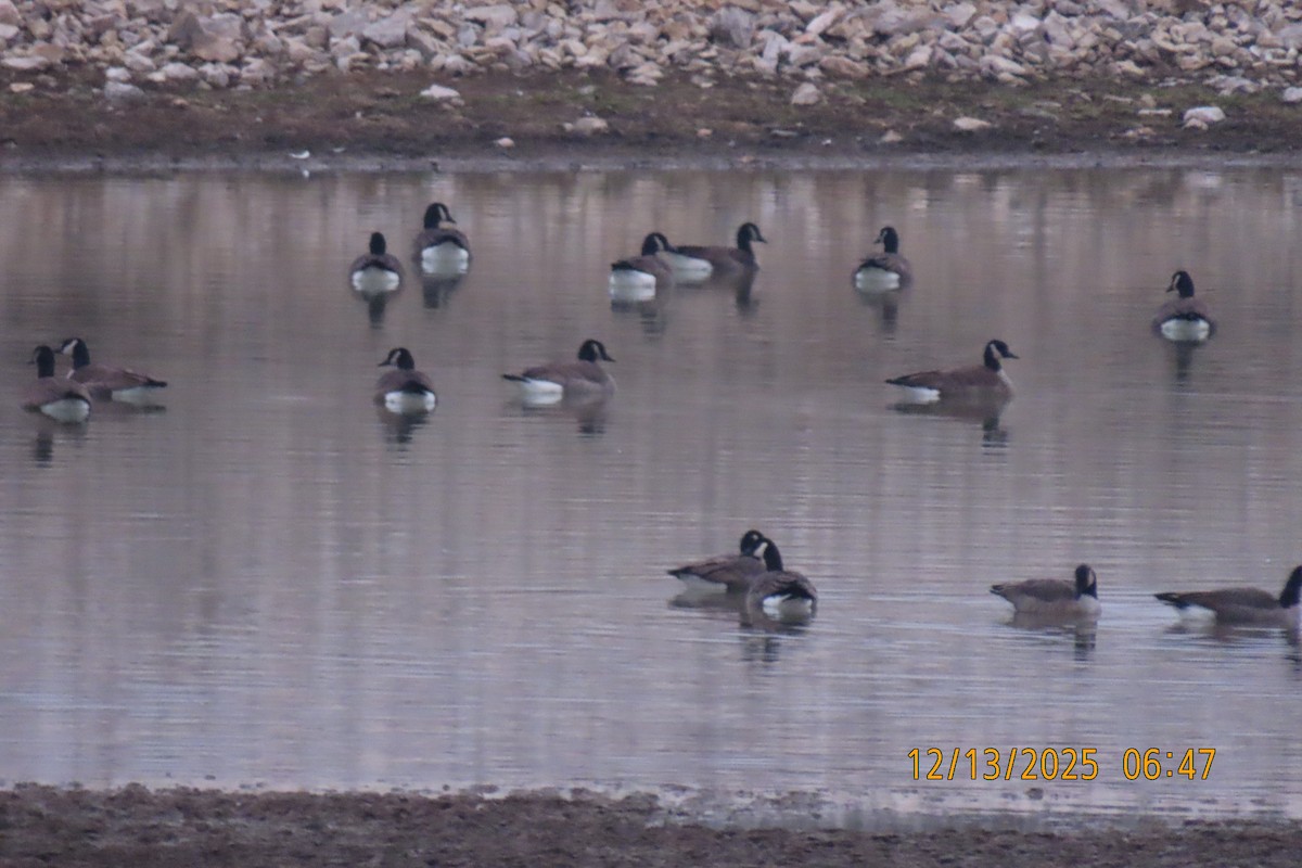 Казарка канадська - ML646893671