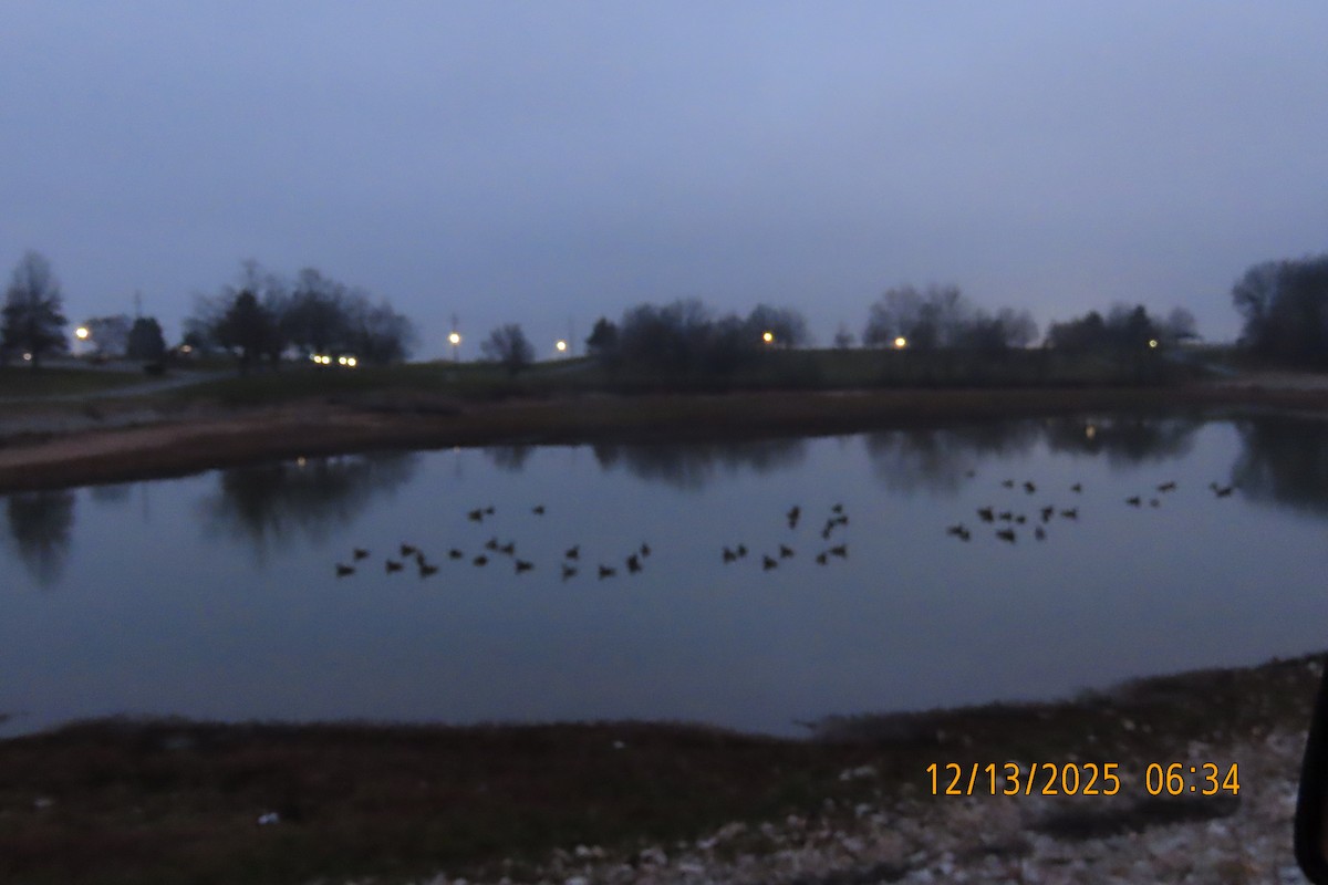 Казарка канадська - ML646893672