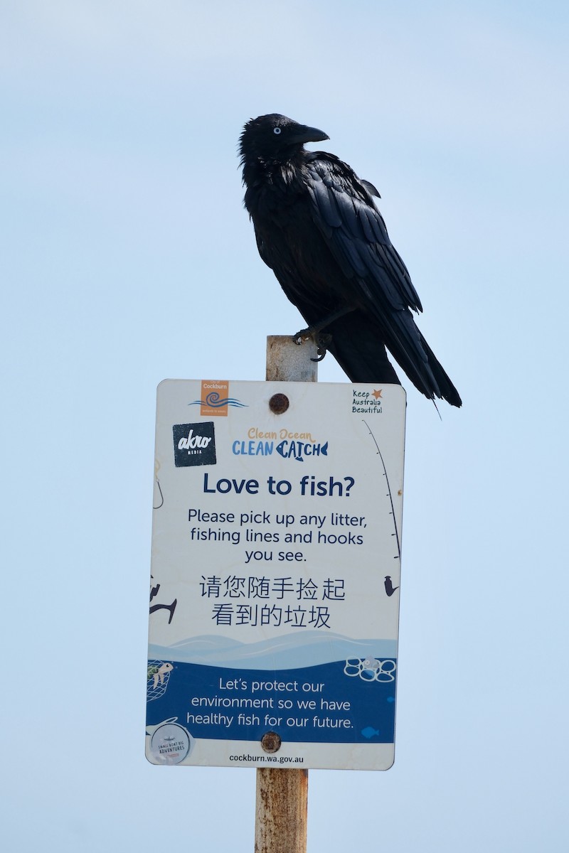 Australian Raven - ML646893674