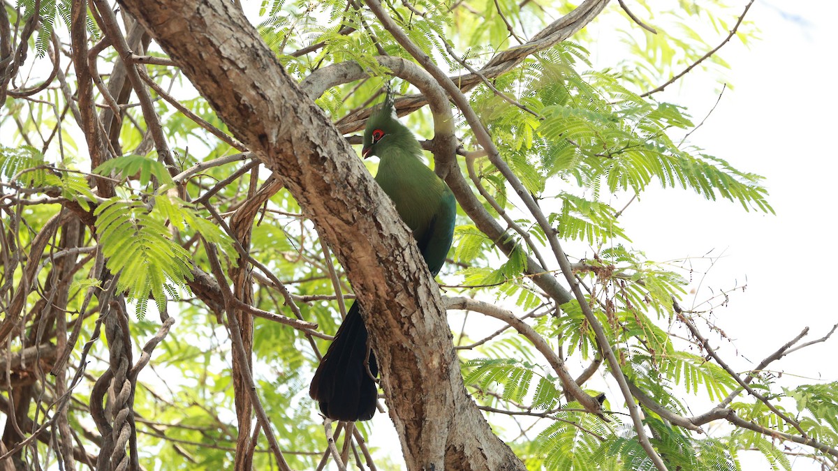 Schalow's Turaco - ML646893675