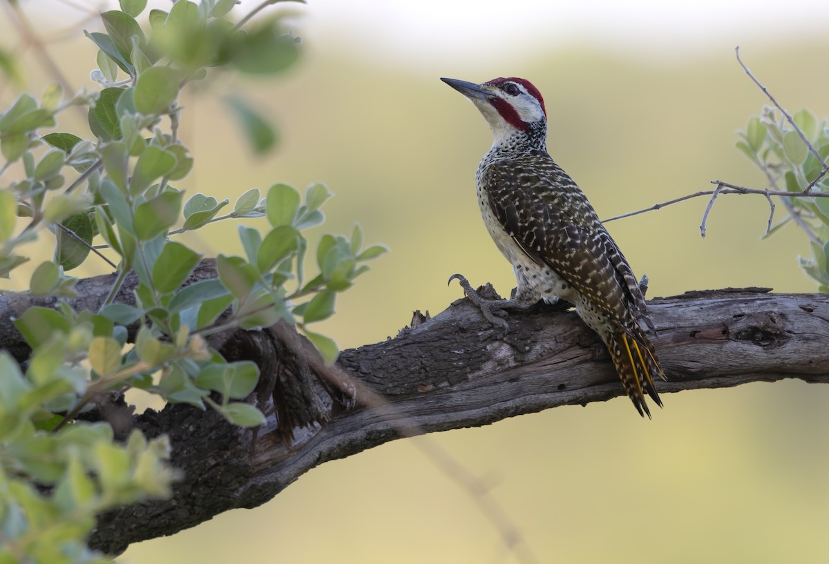 Bennett's Woodpecker - ML646893683