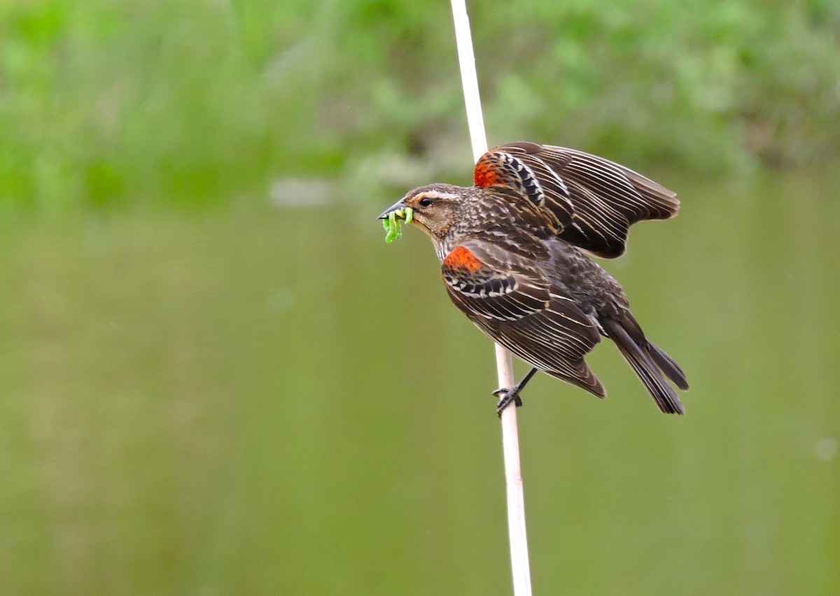 Red-winged Blackbird - ML646893684
