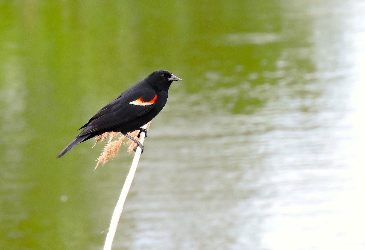 Red-winged Blackbird - ML646893685