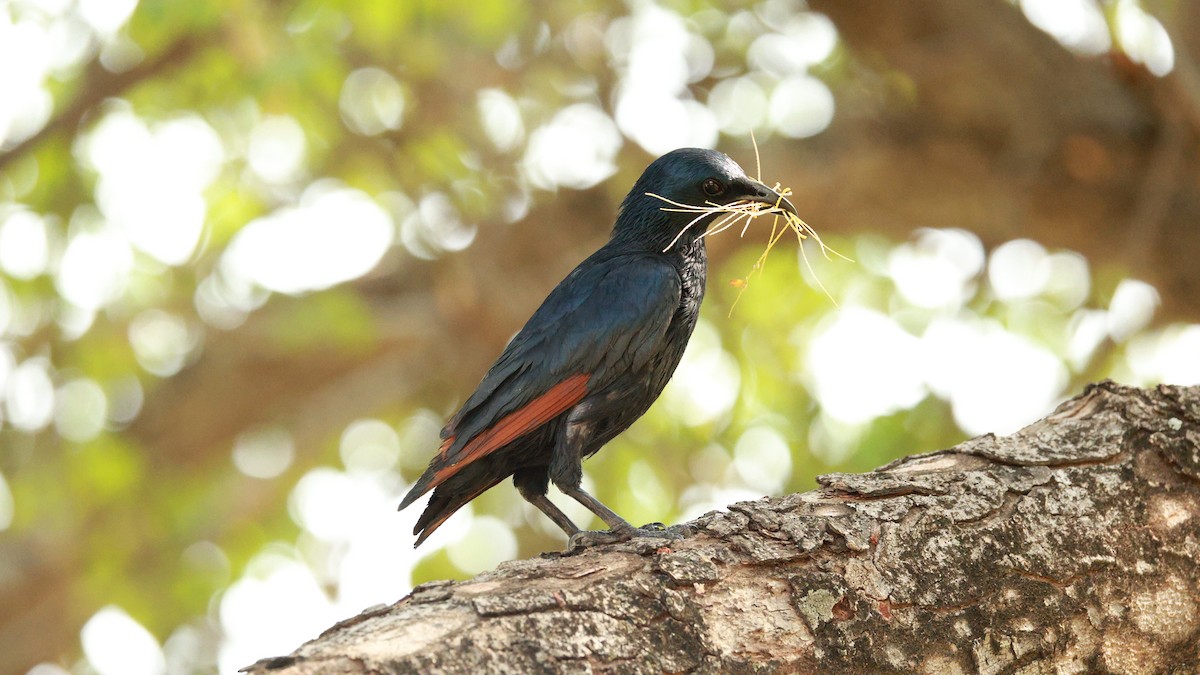 Red-winged Starling - ML646893686
