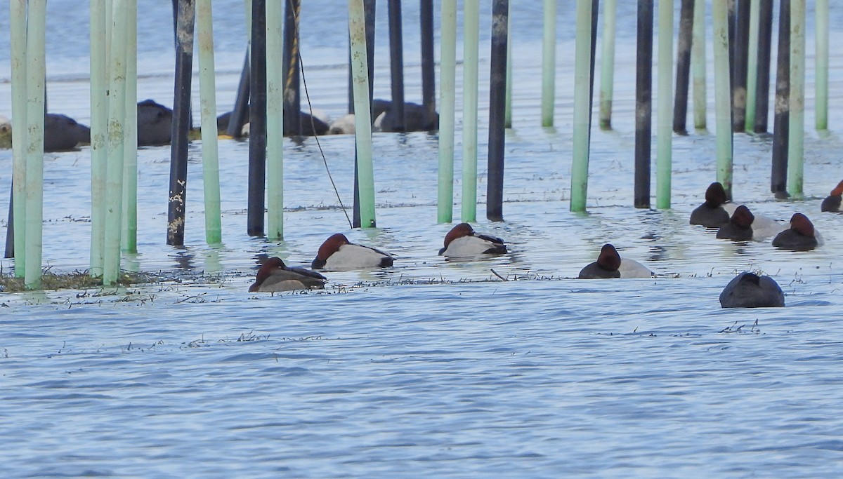 紅頭潛鴨x白眼潛鴨(雜交) - ML646893687