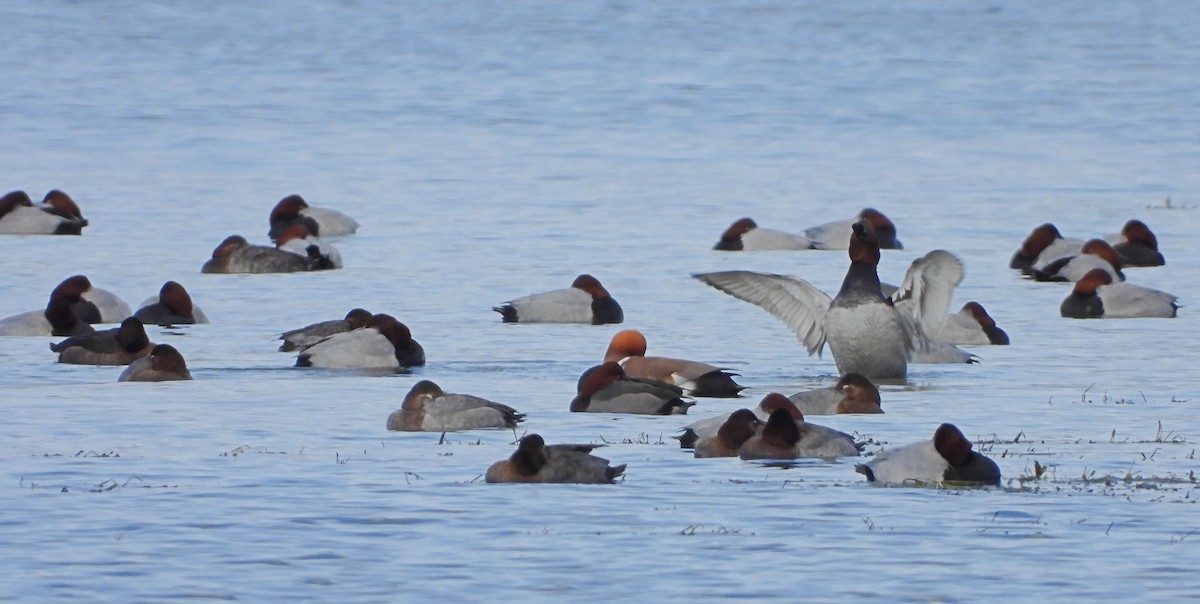 紅頭潛鴨x白眼潛鴨(雜交) - ML646893688