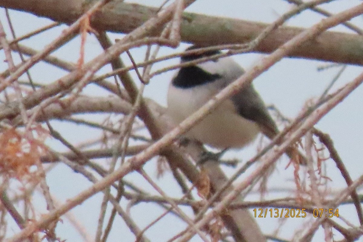 Carolina Chickadee - ML646893690
