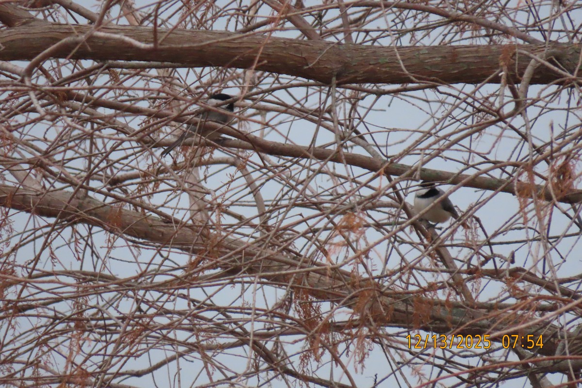 Carolina Chickadee - ML646893691