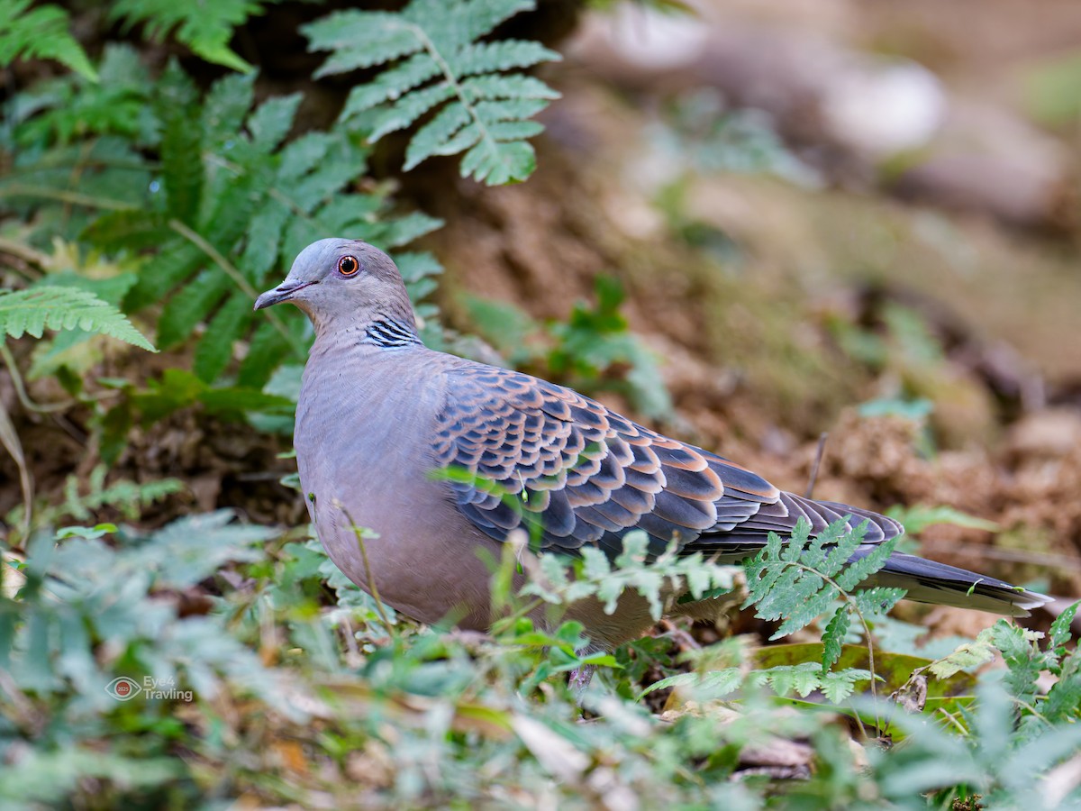Oriental Turtle-Dove - ML646893692