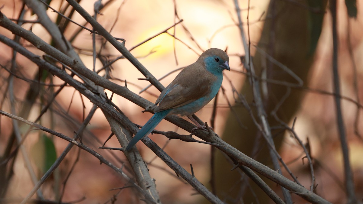 Southern Cordonbleu - ML646893693