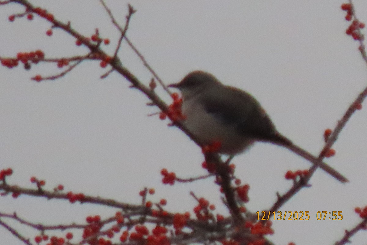 Northern Mockingbird - ML646893695