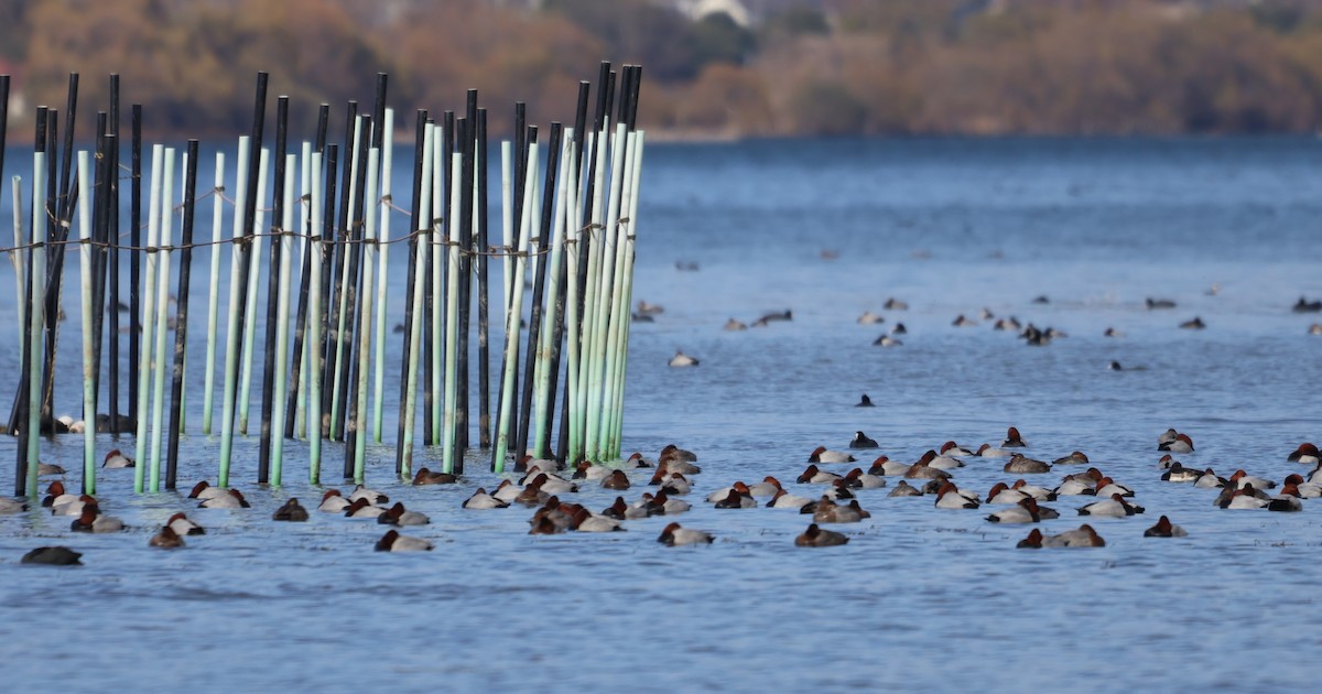 紅頭潛鴨 - ML646893696