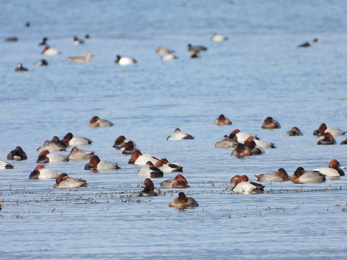 紅頭潛鴨 - ML646893697