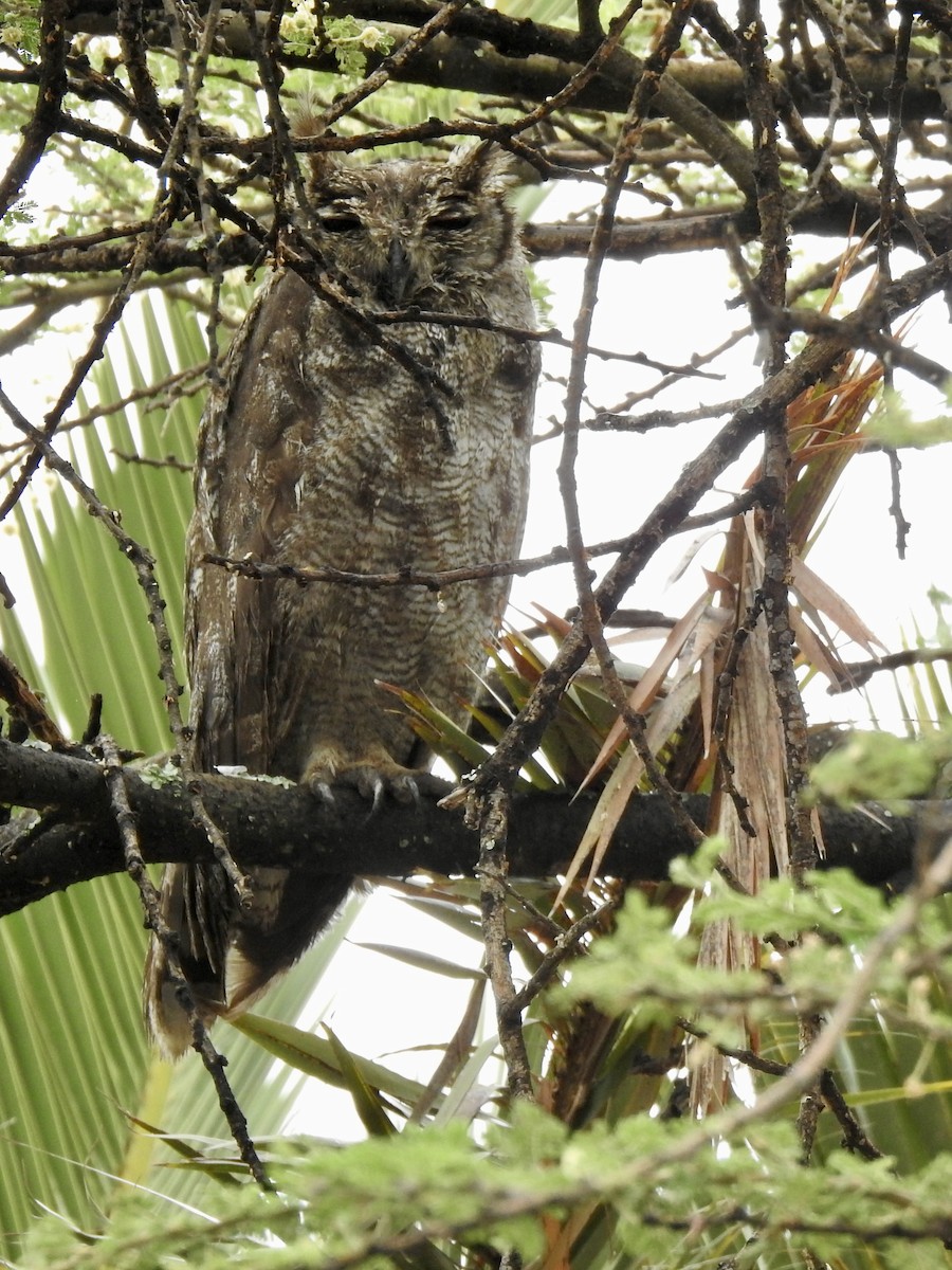 Grayish Eagle-Owl - ML646893698