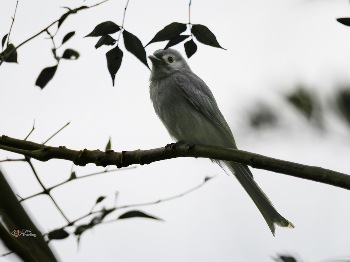 ハイイロオウチュウ - ML646893699