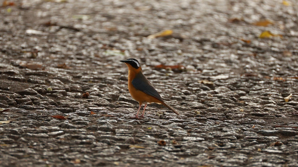 White-browed Robin-Chat - ML646893700