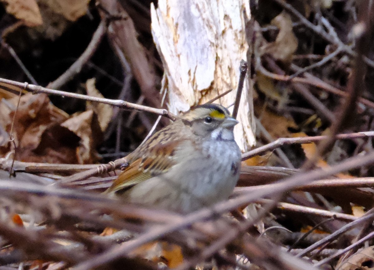 White-throated Sparrow - ML646893703