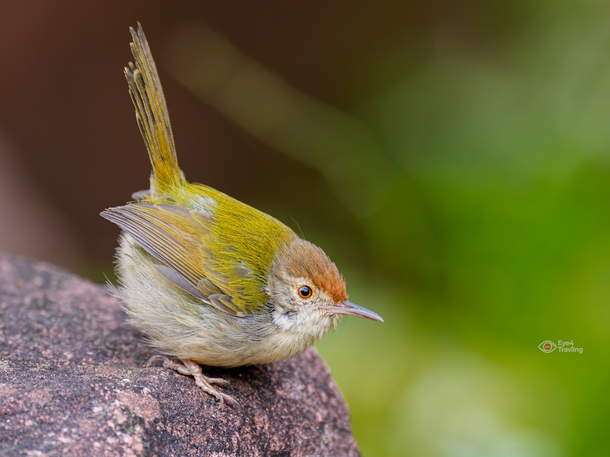 langstjertskredderfugl - ML646893704