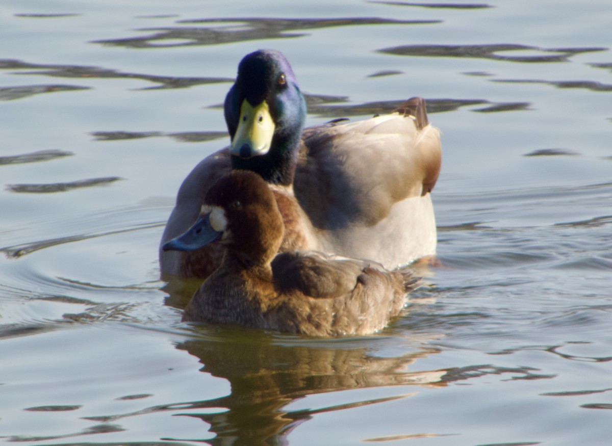 Lesser Scaup - ML646893706