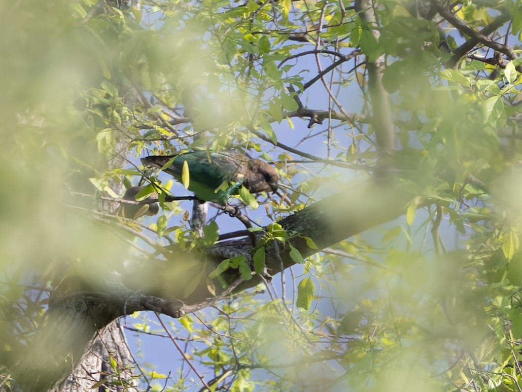 Brown-headed Parrot - ML646893708