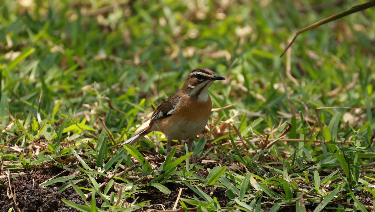 Buztantente biboteduna - ML646893709