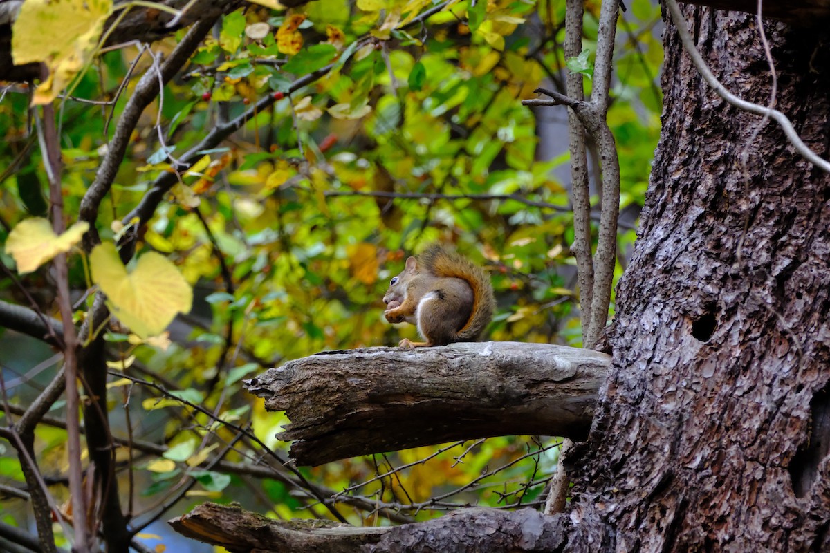 Mammals - ML646893716