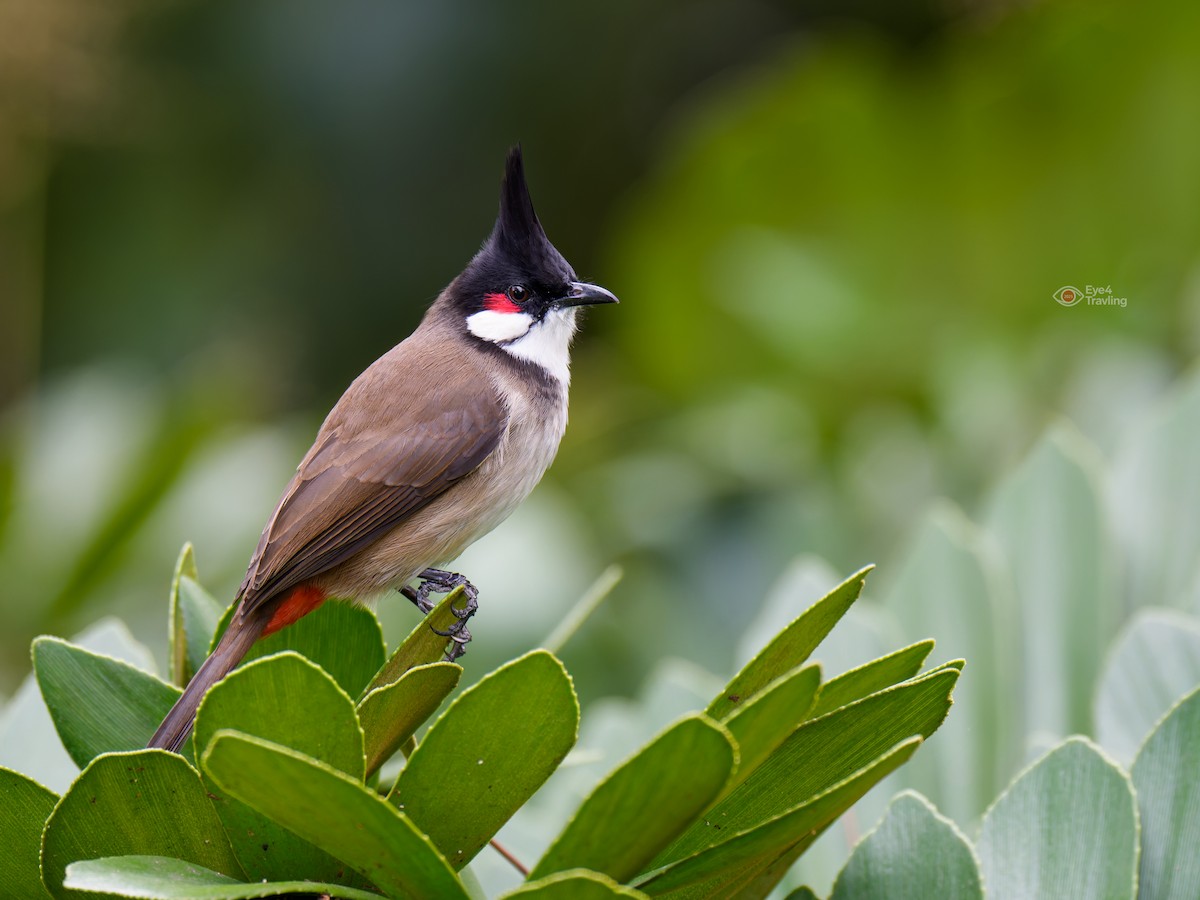 Red-whiskered Bulbul - ML646893717