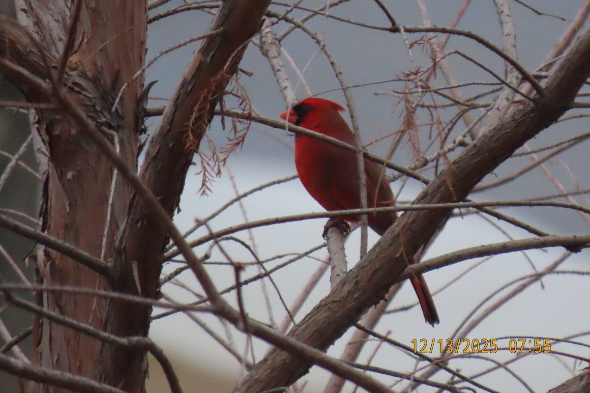 Northern Cardinal - ML646893718