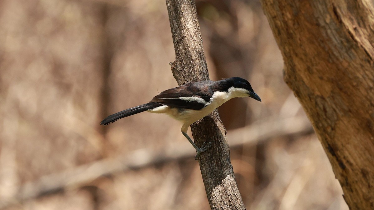 Tropical Boubou - ML646893720