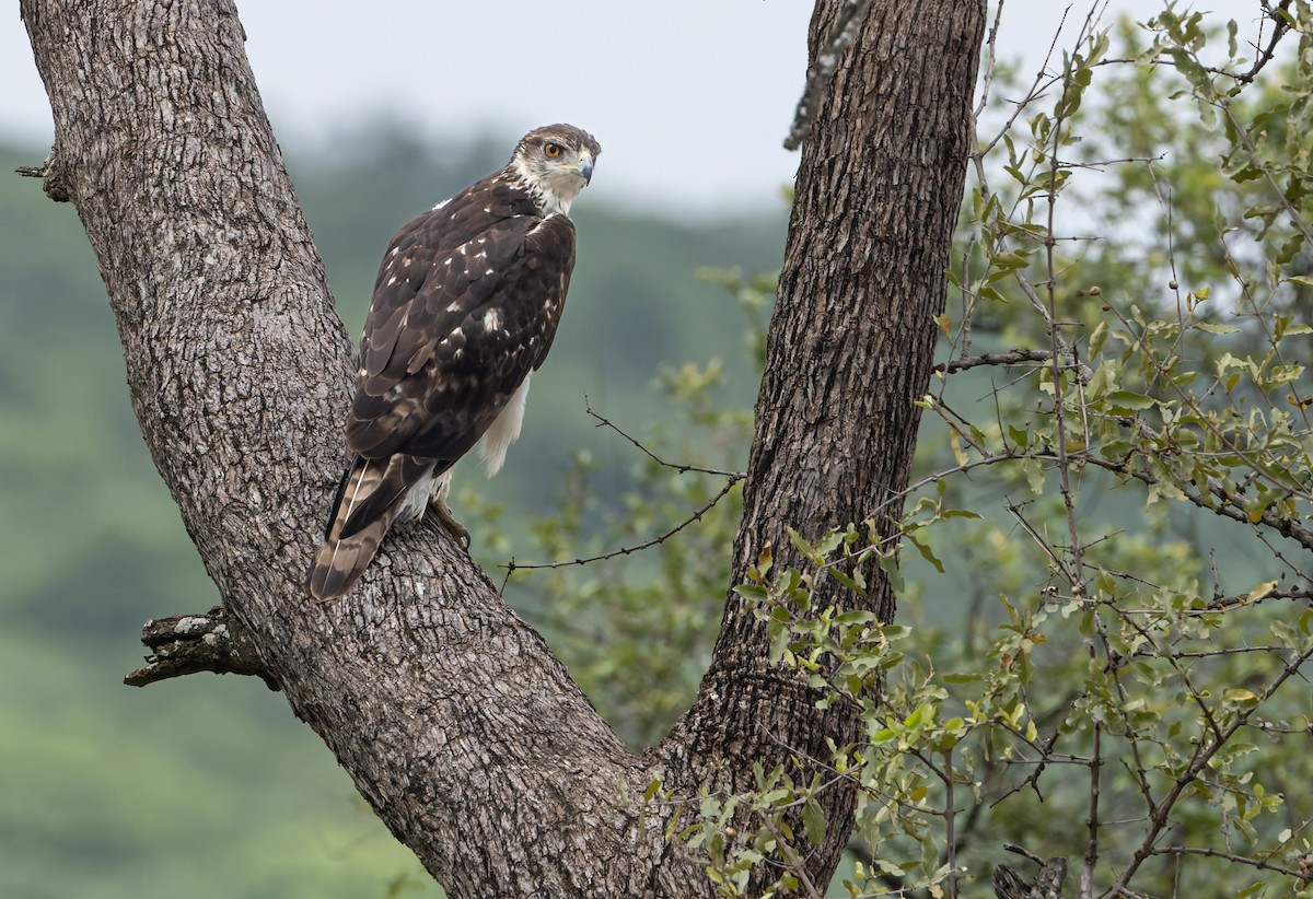 African Hawk-Eagle - ML646893721