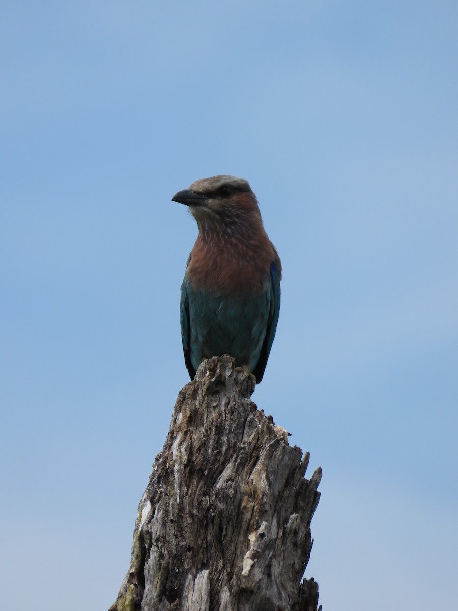 Lilac-breasted Roller - ML646893722
