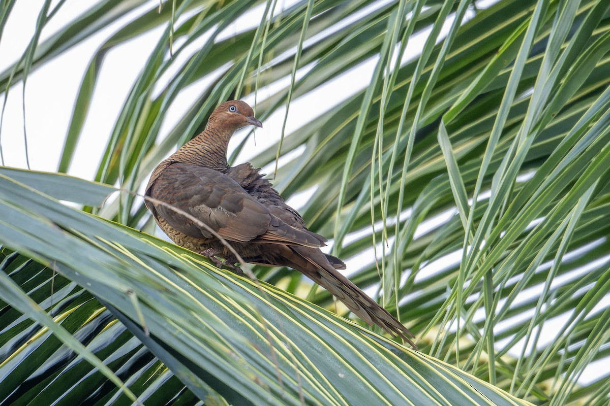 Kızıl Guguk Kumrusu - ML646893723