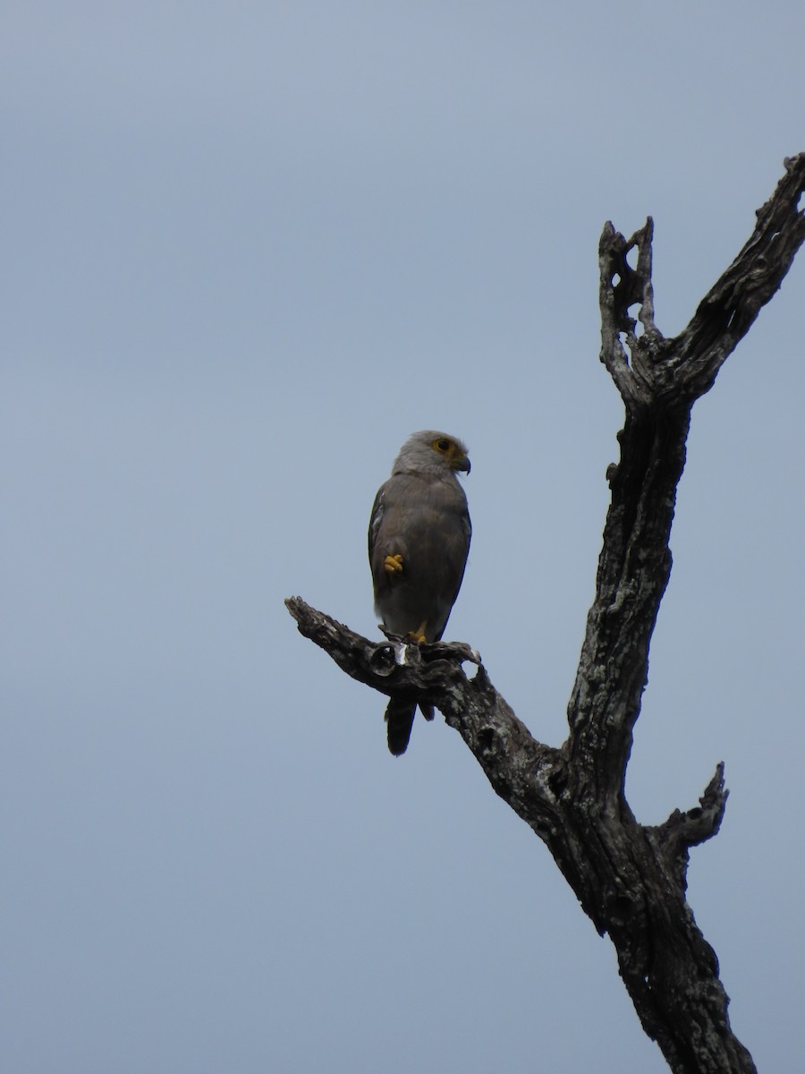 Dickinson's Kestrel - ML646893726