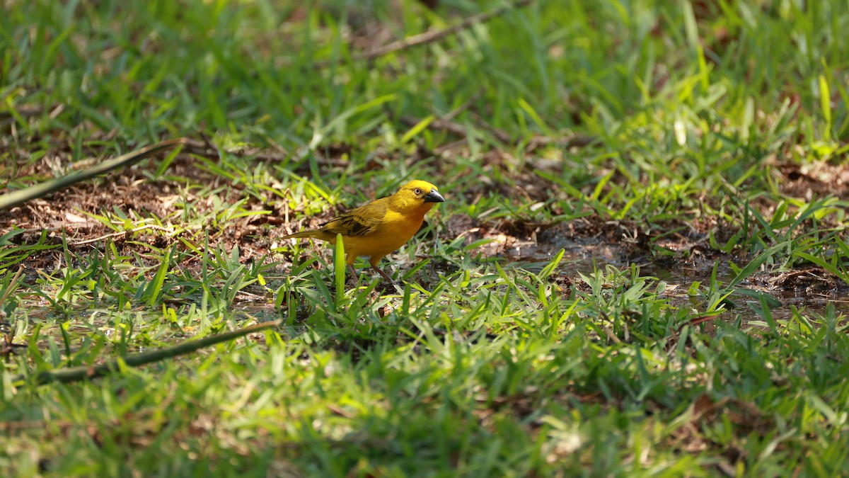 Holub's Golden-Weaver - ML646893729