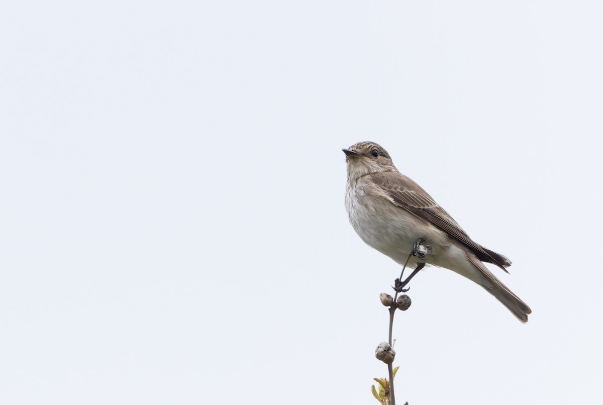 Pigliamosche/Pigliamosche tirrenico - ML646893730