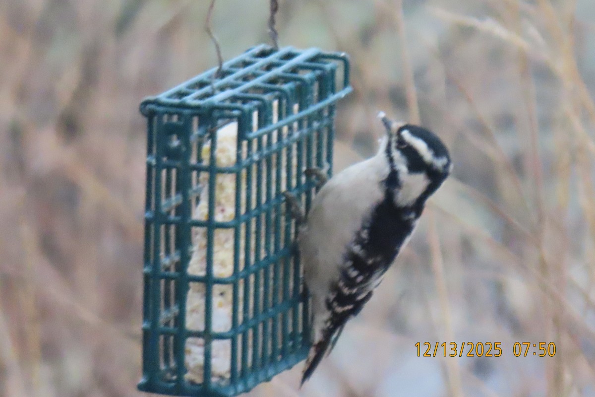 Downy Woodpecker - ML646893731