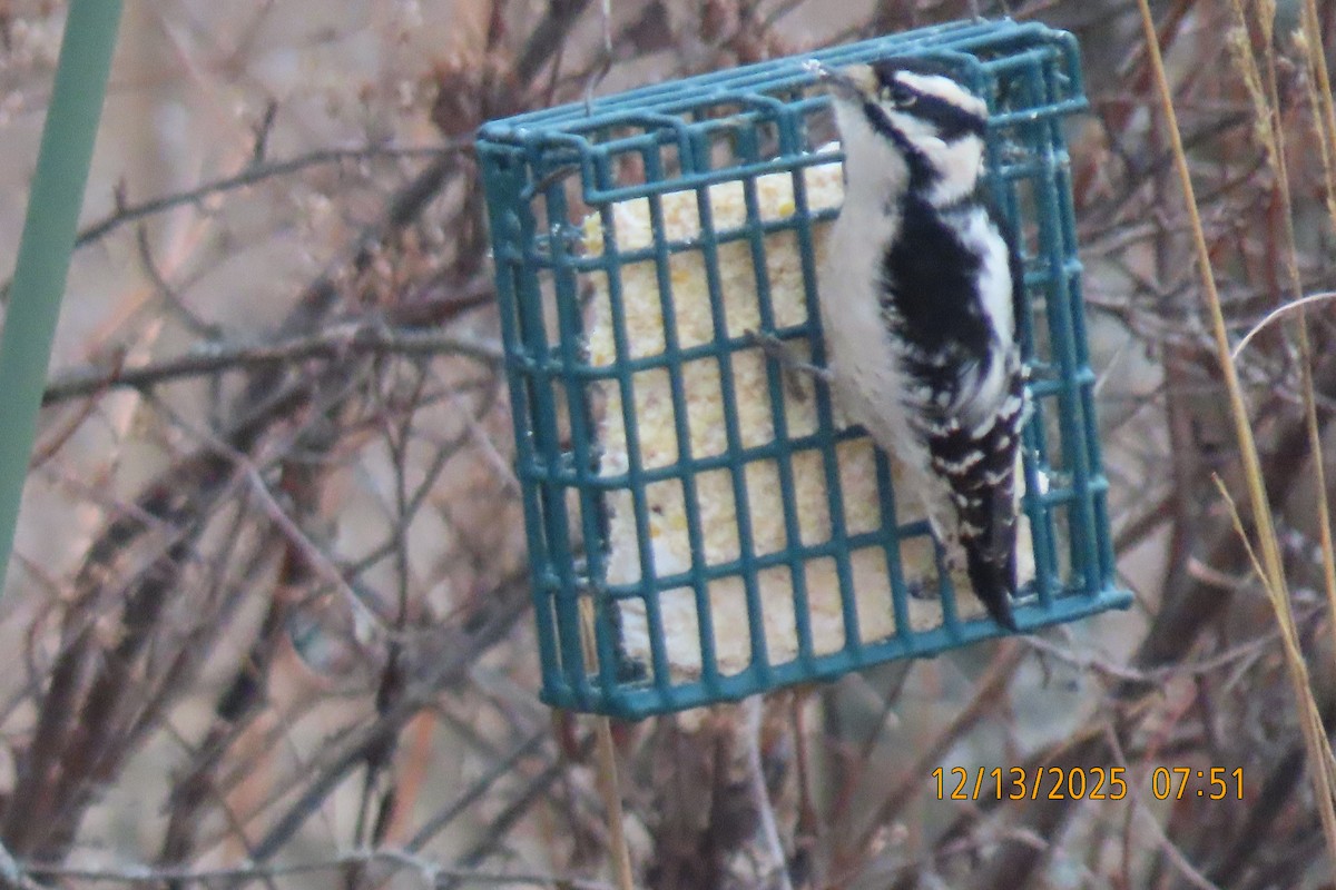 Downy Woodpecker - ML646893732