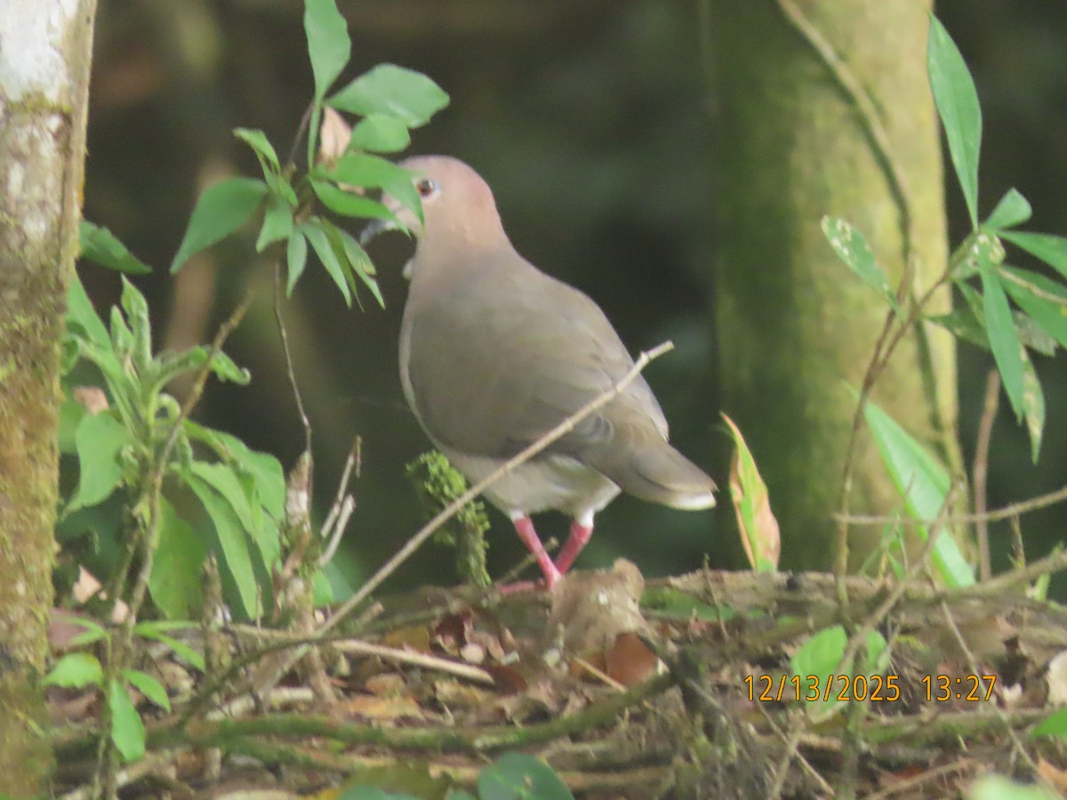 White-tipped Dove - ML646893733