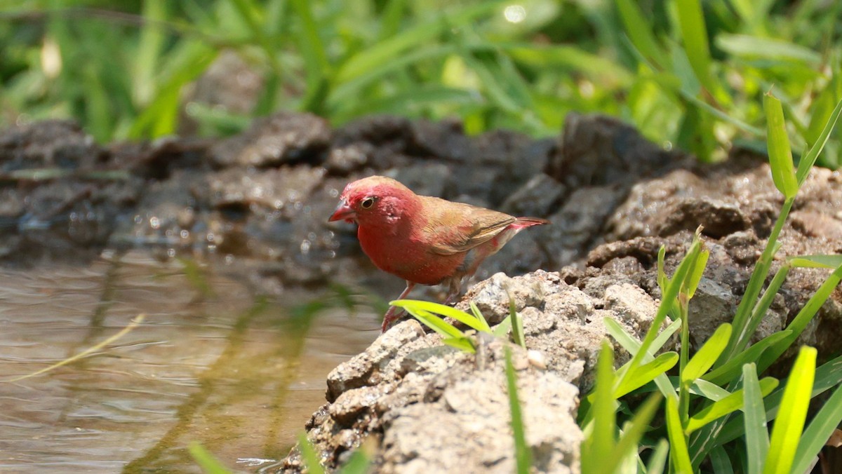 Red-billed Firefinch - ML646893735