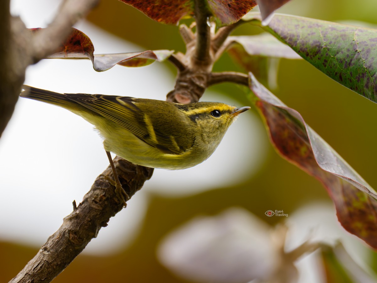 Pallas's Leaf Warbler - ML646893736