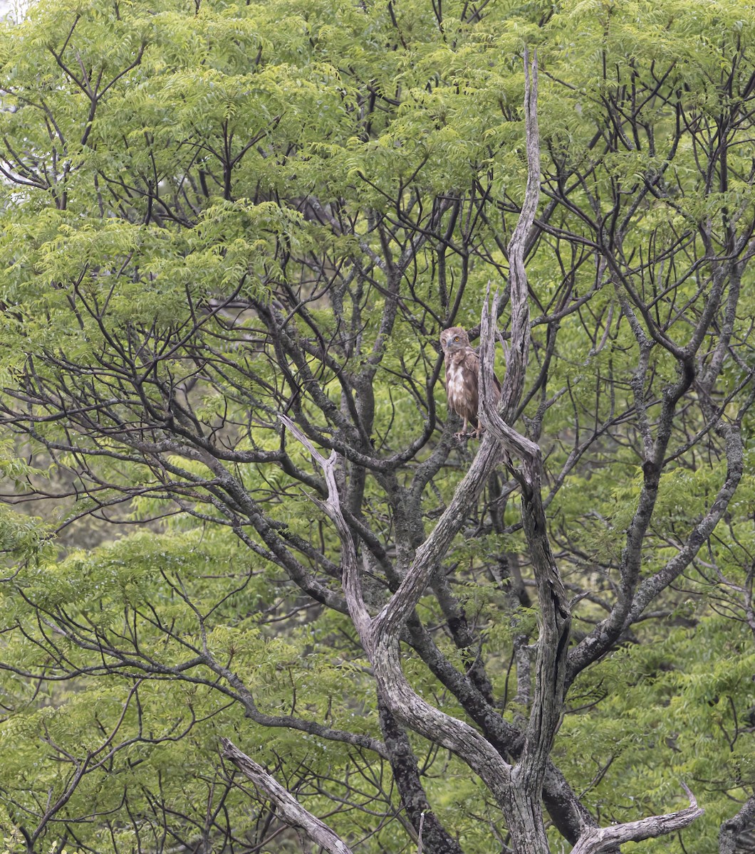 Brown Snake-Eagle - ML646893737