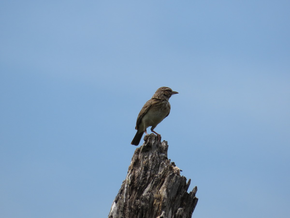 Sabota Lark - ML646893738