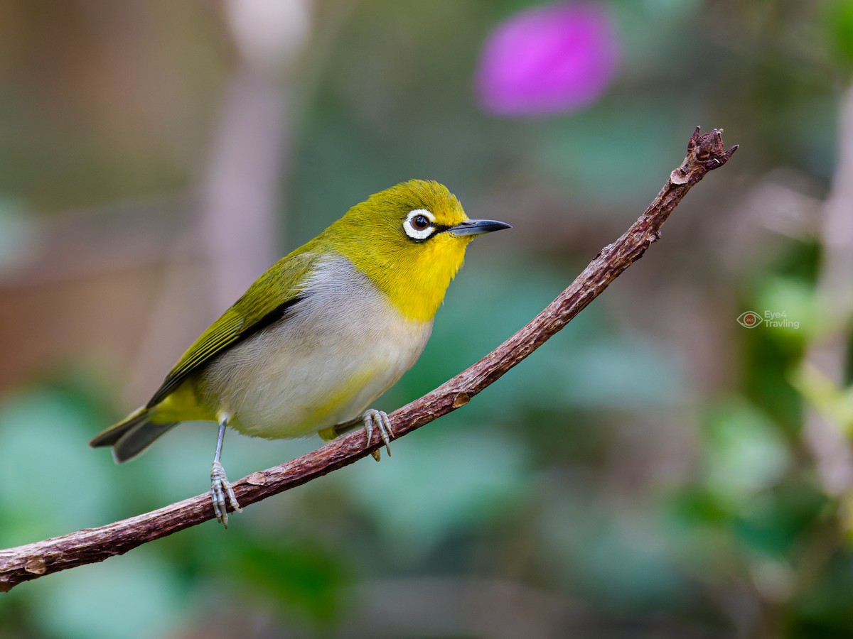 Swinhoe's White-eye - ML646893740