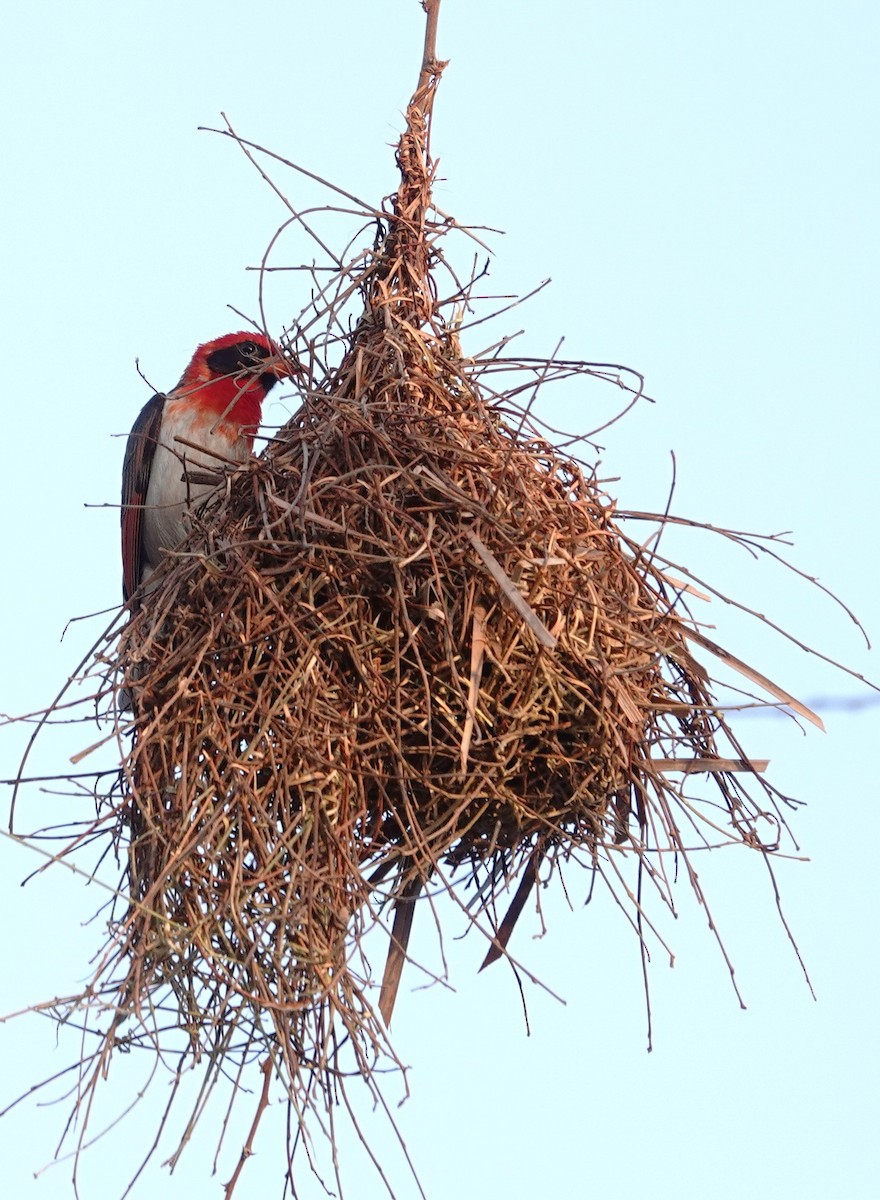 Red-headed Weaver - ML646893741