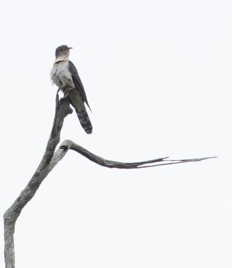 Red-chested Cuckoo - ML646893742