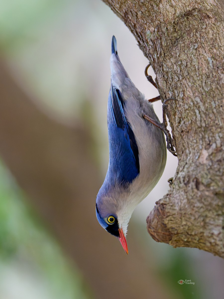 Velvet-fronted Nuthatch - ML646893747